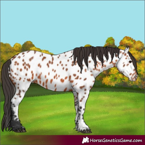 Horse Color:Bay Appaloosa 