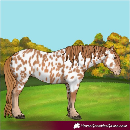 Horse Color:Chestnut Appaloosa 
