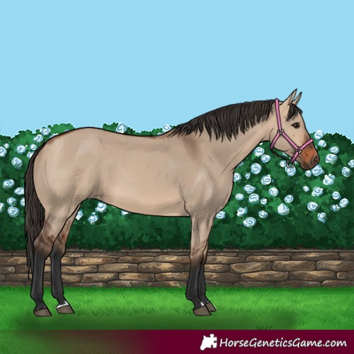 Horse Color:Bay Dun