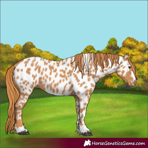 Horse Color:Chestnut Appaloosa 