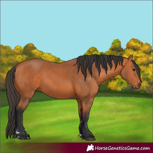 Horse Color:Bay 