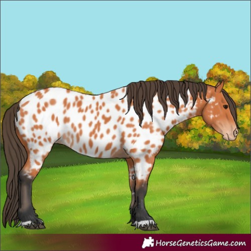 Horse Color:Bay Appaloosa 