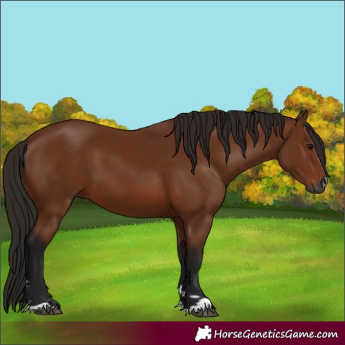 Horse Color:Gray Bay 