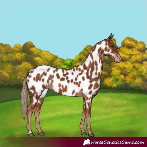 Horse Color:Chestnut Appaloosa 