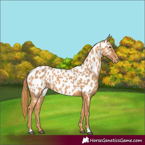Horse Color:Chestnut Appaloosa