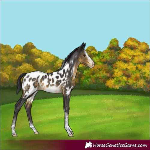 Horse Color:Buckskin Sabino Tobiano Frame Near Leopard Rabicano 