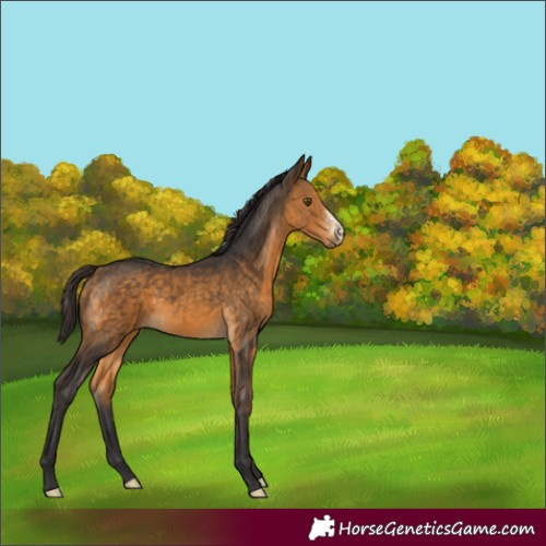 Horse Color:Buckskin Sabino Rabicano 