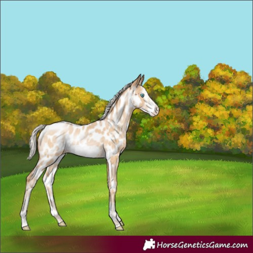 Horse Color:Silver Buckskin Pearl Sabino Frame Appaloosa Rabicano 