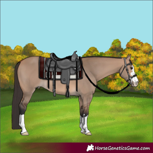 Horse Color:Bay Dun 