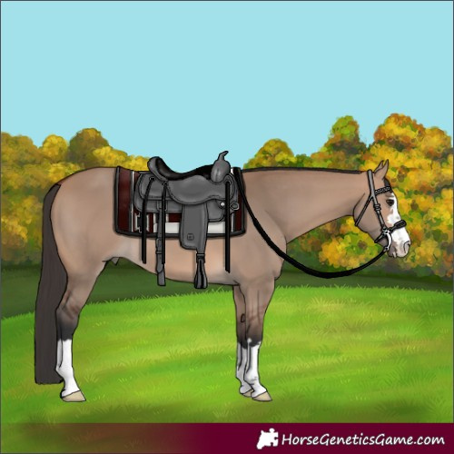 Horse Color:Bay Dun 