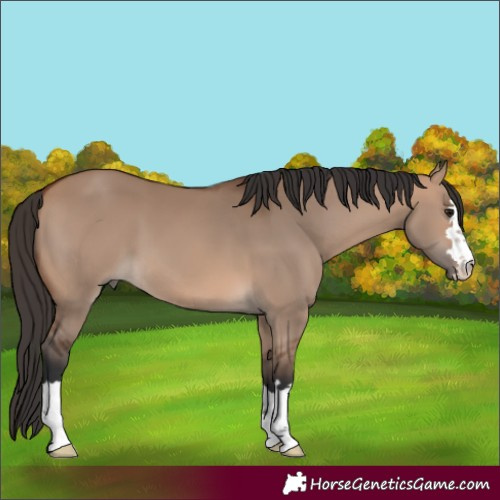 Horse Color:Bay Dun 