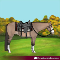 Horse Color:Bay Dun