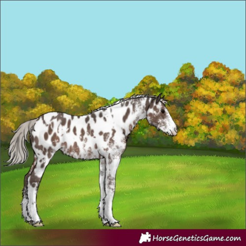Horse Color:White Spotted Silver Black Appaloosa Rabicano 