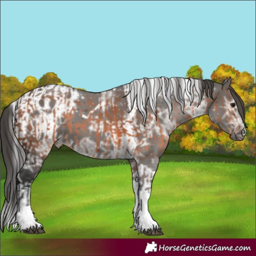 Horse Color:Brown Ice Tobiano Rabicano  and Grullo Ice Tobiano Blanket 