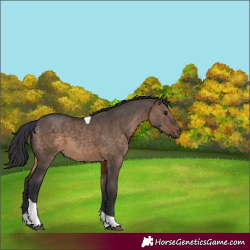Horse Color:Brown Dun Tobiano Rabicano 