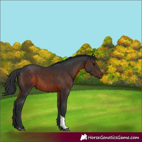 Horse Color:Brown Tobiano Rabicano 