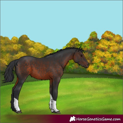 Horse Color:Brown Tobiano Rabicano 