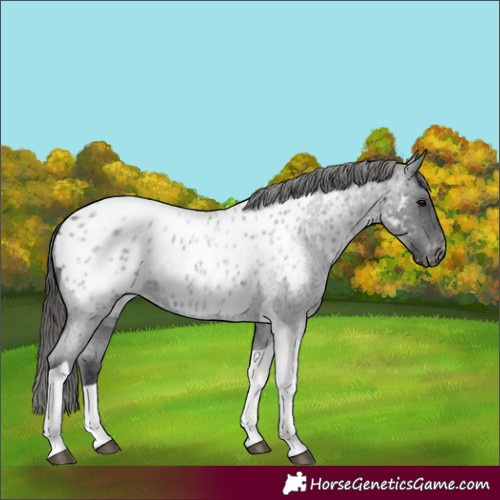 Horse Color:Blue Roan Tobiano Near Leopard