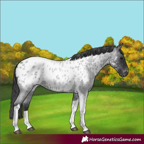 Horse Color:Blue Roan Tobiano Appaloosa 