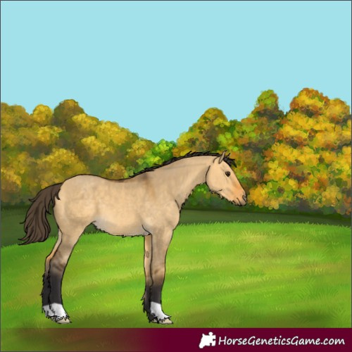 Horse Color:Buckskin Dun 