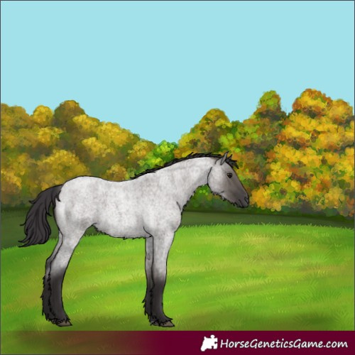 Horse Color:Smoky Grullo Roan 