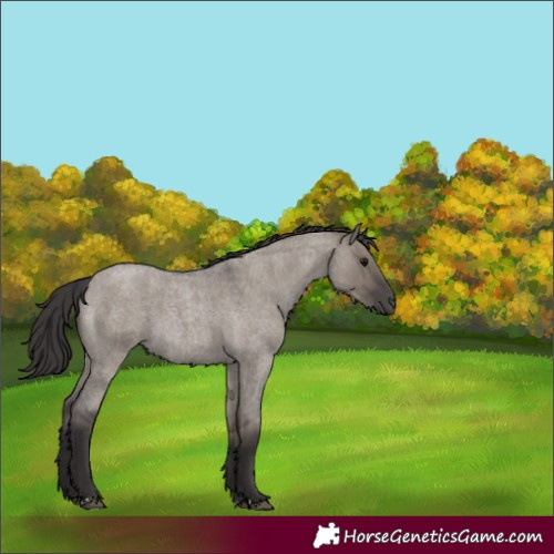 Horse Color:Smoky Grullo Roan 