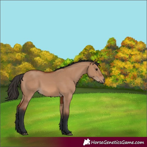 Horse Color:Bay Dun 