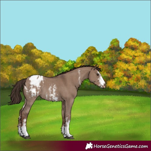 Horse Color:Liver Red Dun Sabino Blanket Rabicano 
