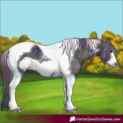 Horse Color:Nacre Black Tobiano Frame 