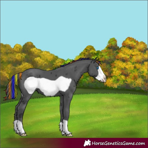 Horse Color:Painted Black Merle Frame 