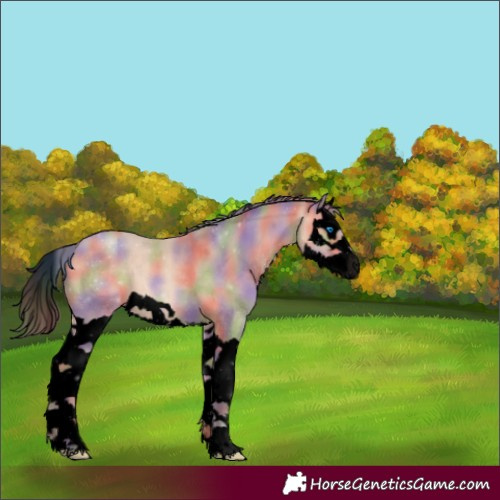 Horse Color:Void Nacre Amber Champagne Merle Splash 