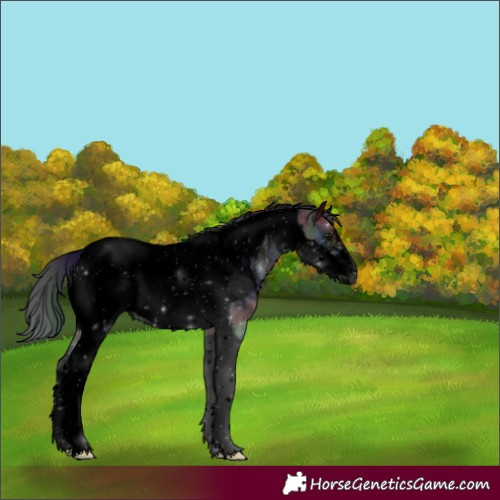 Horse Color:Void Nacre Black Tobiano Frame 