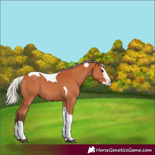 Horse Color:Silver Bay Splash Tobiano Rabicano 