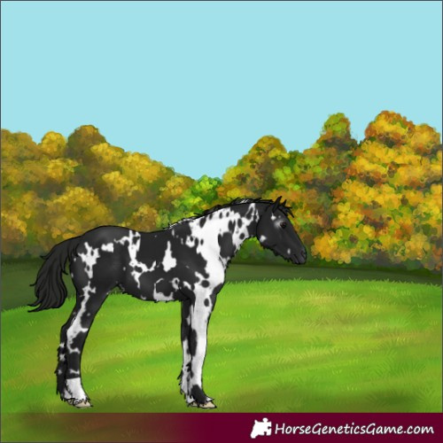 Horse Color:Gray White Spotted Black 