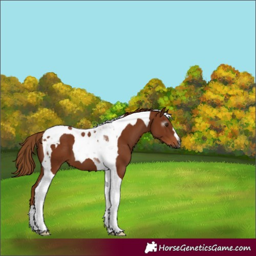 Horse Color:Gray Chestnut Tobiano 
