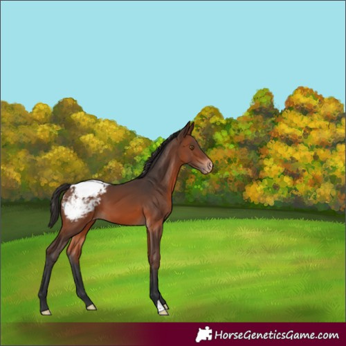 Horse Color:Brown Appaloosa 