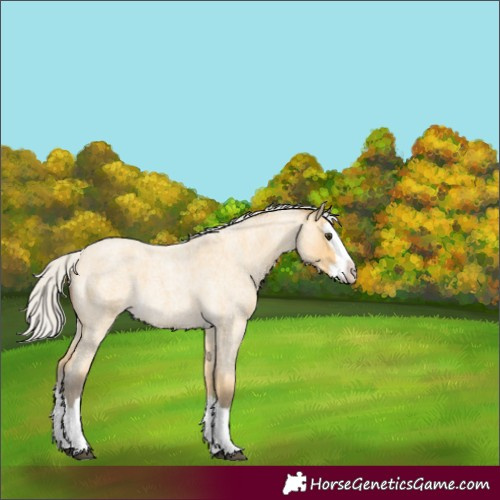 Horse Color:Silver Buckskin Roan Splash 