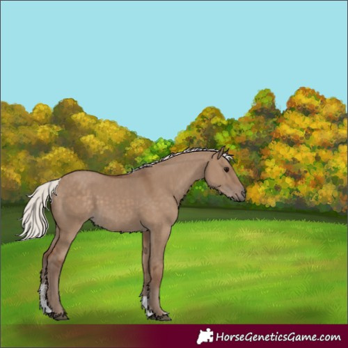 Horse Color:Silver Grullo Sabino Rabicano 