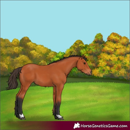 Horse Color:Bay 