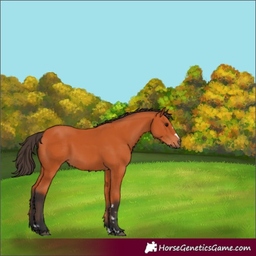 Horse Color:Bay 
