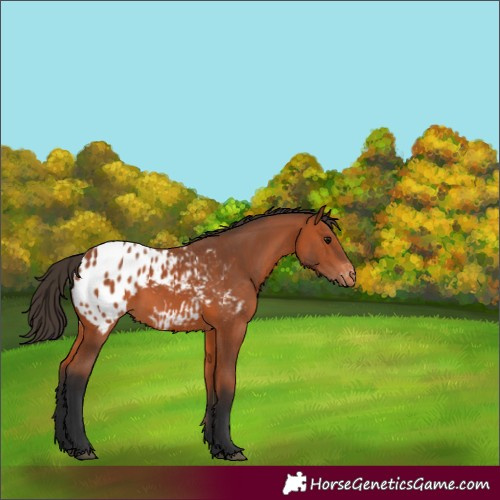 Horse Color:Bay Appaloosa 