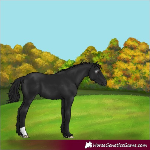 Horse Color:Gray Black 