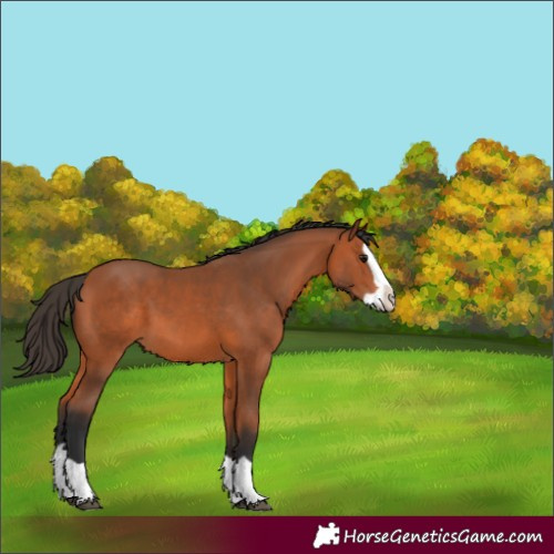 Horse Color:Bay Splash 