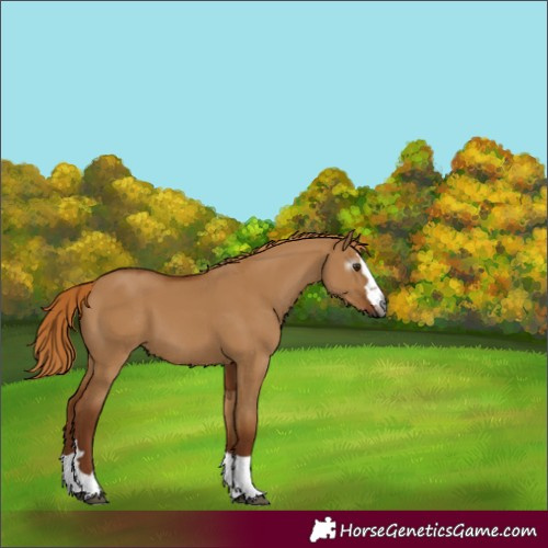 Horse Color:Gray Red Dun