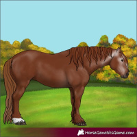 Horse Color:Gray Chestnut 
