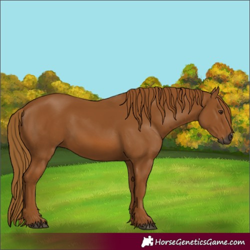 Horse Color:Gray Chestnut 