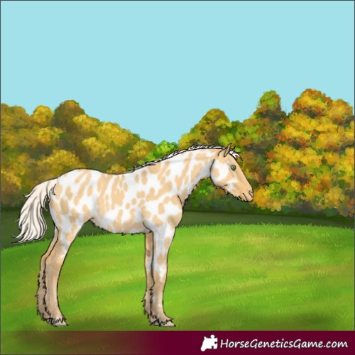 Horse Color:Silver Amber Cream Champagne Dun Appaloosa 