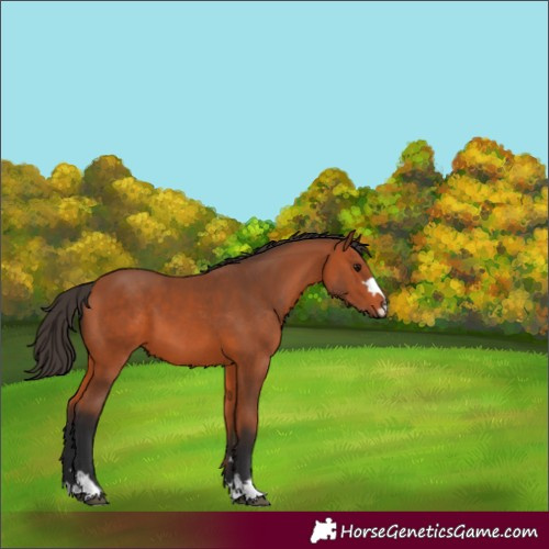 Horse Color:Bay 