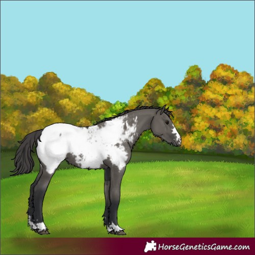 Horse Color:Grullo Appaloosa 