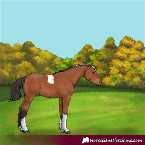 Horse Color:Bay Tobiano Rabicano 